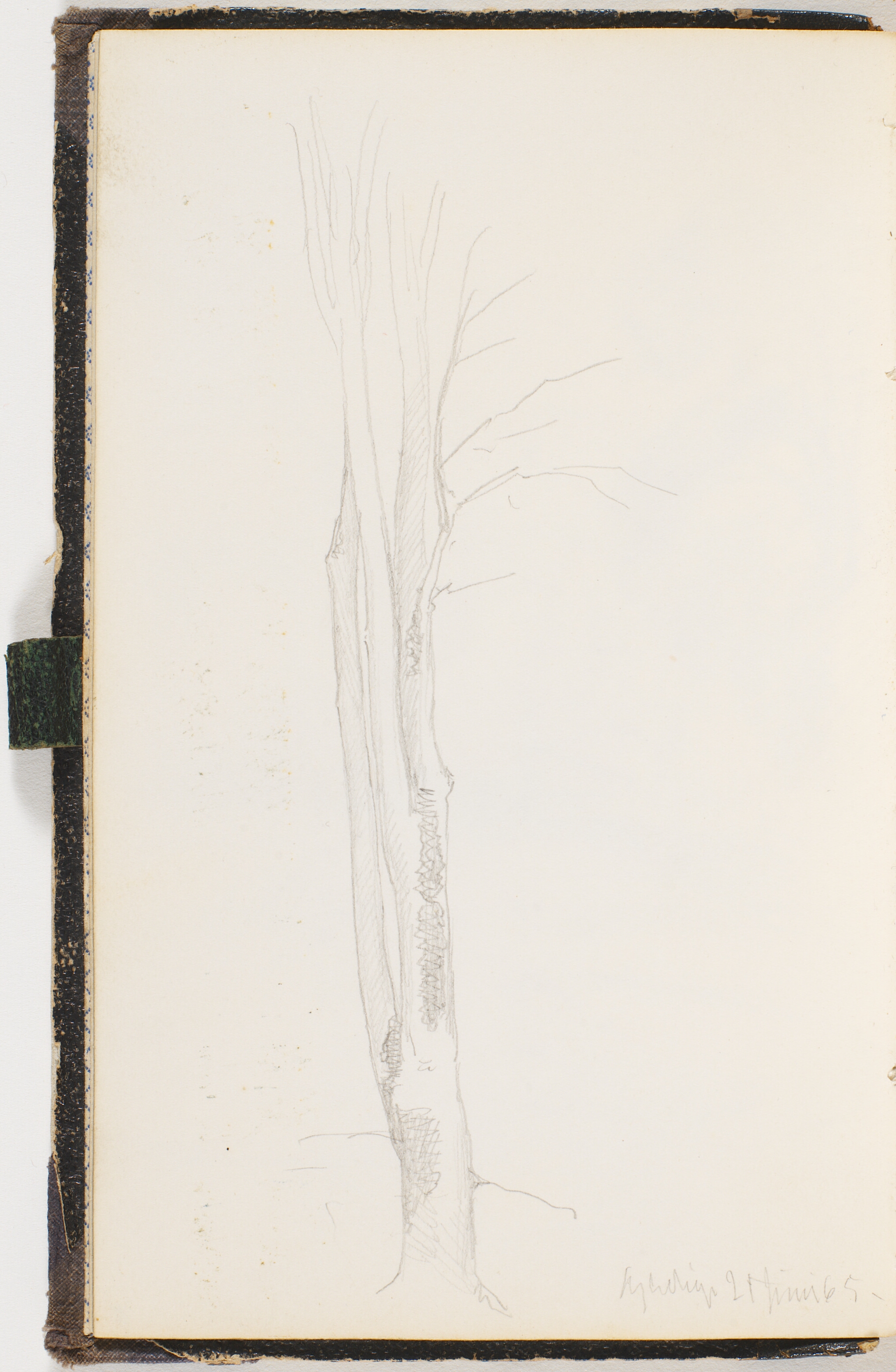 Et slankt nøgent træ